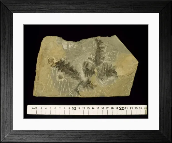 Framed Print : Onoclea hebridica, fossil fern Framed Print : Onoclea hebridica, fossil fern