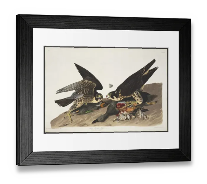 Framed Print : Falco peregrinus, peregrine falcon Framed Print : Falco peregrinus, peregrine falcon