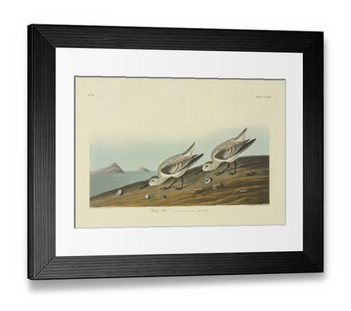 Framed Print : Calidris alba, sanderling Framed Print : Calidris alba, sanderling
