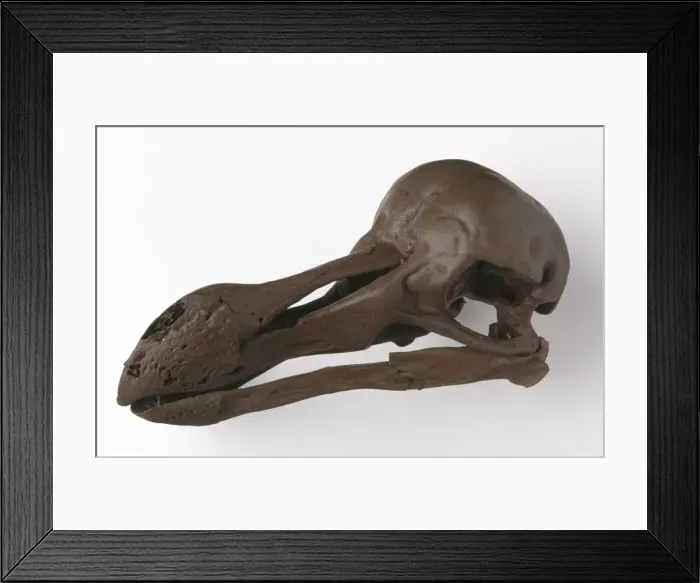 Framed Print : Raphus cucullatus, dodo Framed Print : Raphus cucullatus, dodo