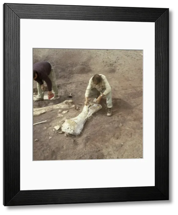 Framed Print : Dinosaur excavation, Niger 1988 Framed Print : Dinosaur excavation, Niger 1988