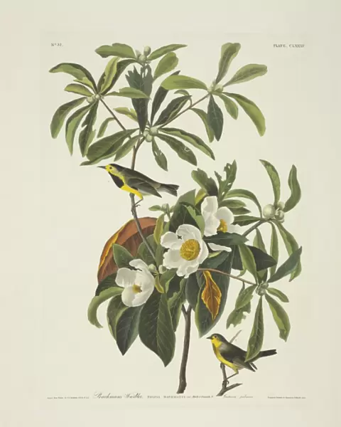 Vermivora bachmanii, Bachmans warbler