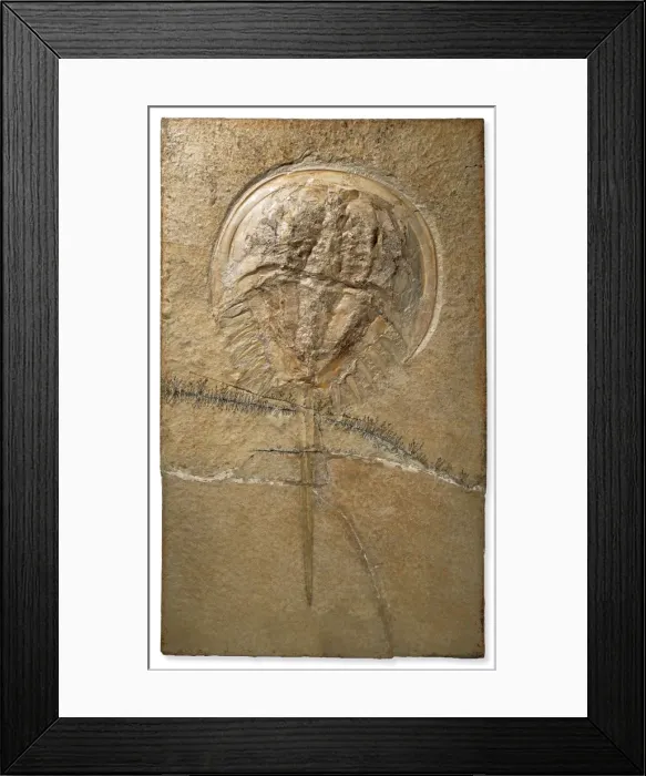 Framed Print : Fossilised Mesolimulus Framed Print : Fossilised Mesolimulus