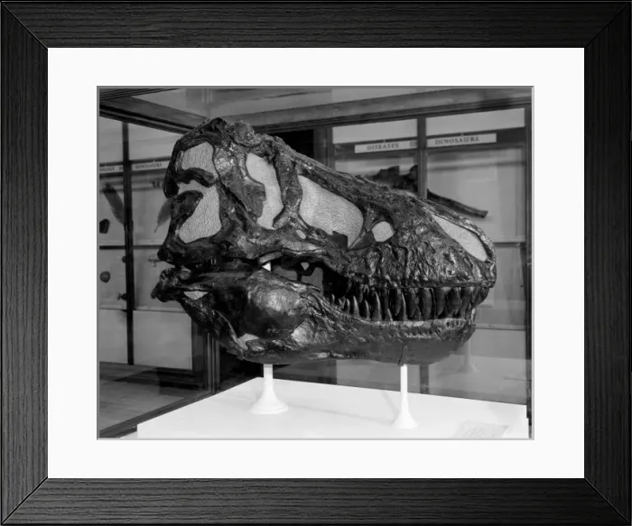 Framed Print : Tyrannosaurus rex Framed Print : Tyrannosaurus rex