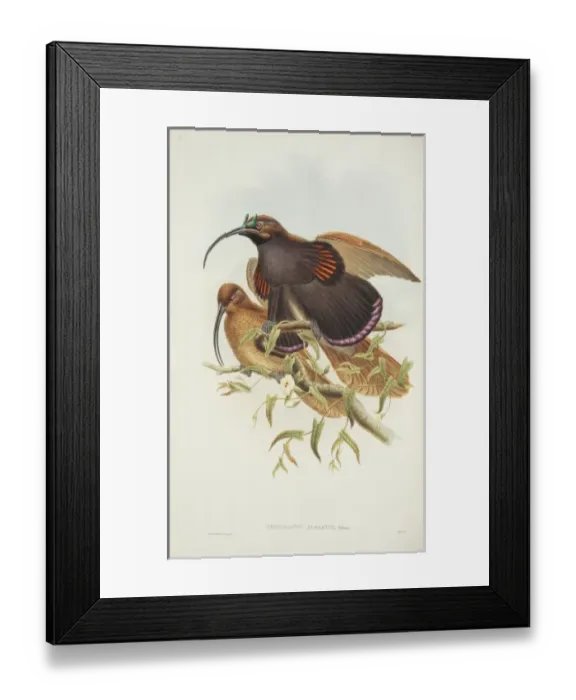 Framed Print : Drepanornis albertisi, black-billed sicklebill Framed Print : Drepanornis albertisi, black-billed sicklebill