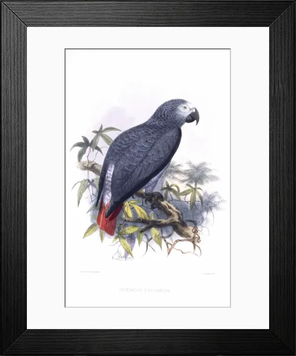 Framed Print : Psittacus erithacus, grey parrot Framed Print : Psittacus erithacus, grey parrot