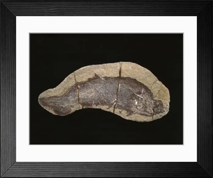 Framed Print : Cheiracanthus murchisoni, fossil fish Framed Print : Cheiracanthus murchisoni, fossil fish