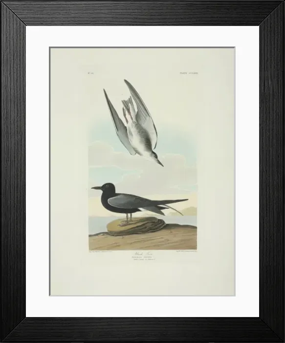 Framed Print : Chlidonias niger, black tern Framed Print : Chlidonias niger, black tern