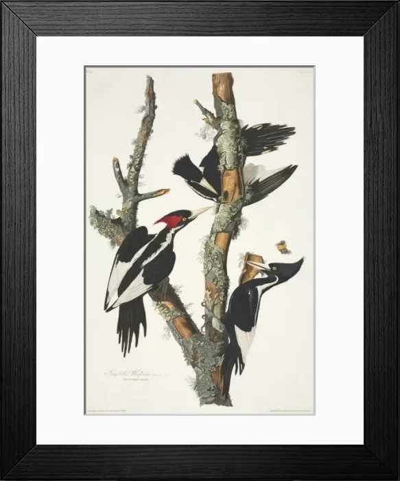 Framed Print : Campephilus principalis, ivory-billed woodpecker Framed Print : Campephilus principalis, ivory-billed woodpecker