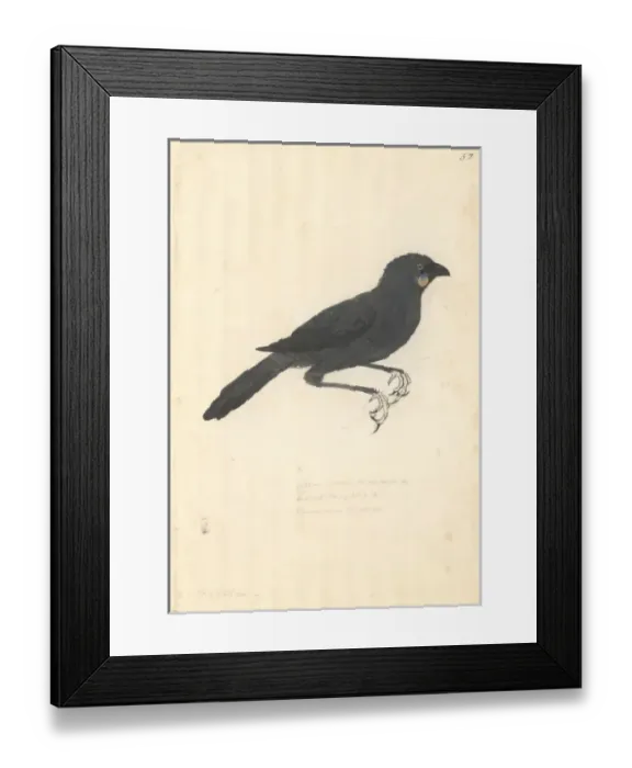 Framed Print : Callaeas cinereus, kokako Framed Print : Callaeas cinereus, kokako