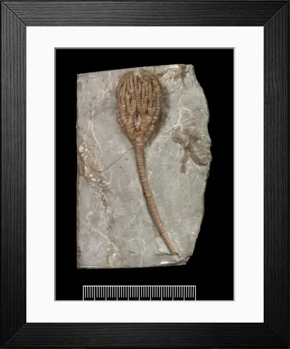 Framed Print : Temnocrinus tuberculatus (Miller) Framed Print : Temnocrinus tuberculatus (Miller)