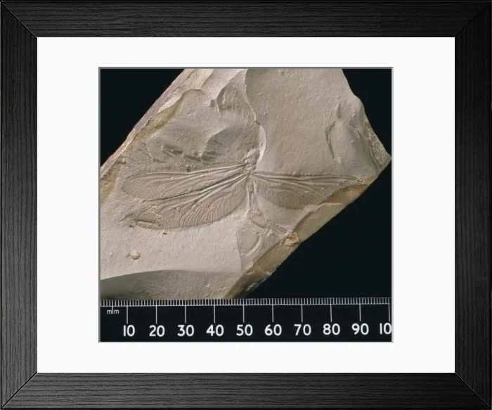 Framed Print : Hawker dragonfly Framed Print : Hawker dragonfly