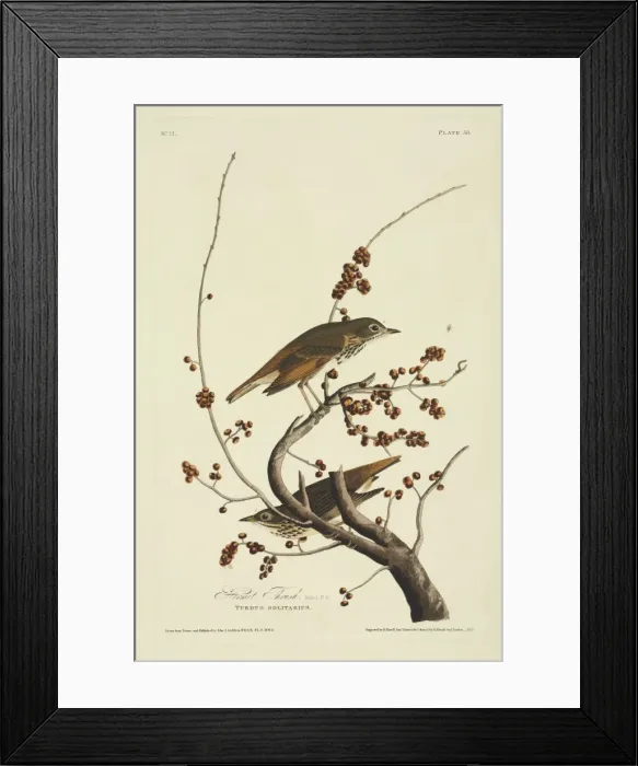Framed Print : Catharus guttatus, hermit thrush Framed Print : Catharus guttatus, hermit thrush