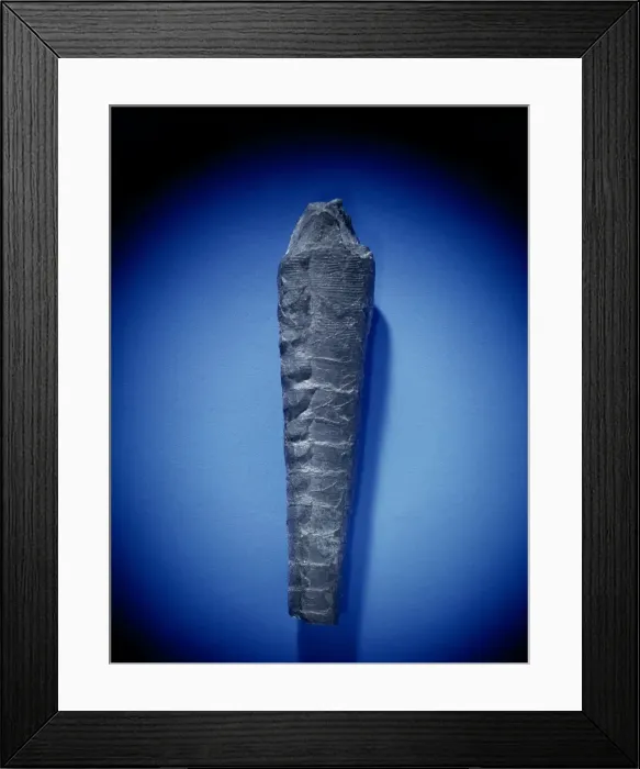 Framed Print : Orthoceras, nautiloid Framed Print : Orthoceras, nautiloid