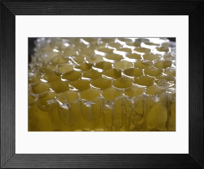 Framed Print : Honeycomb of Apis sp. honeybee Framed Print : Honeycomb of Apis sp. honeybee