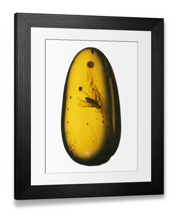 Framed Print : Chrysopilus sp. fossil fly in amber Framed Print : Chrysopilus sp. fossil fly in amber
