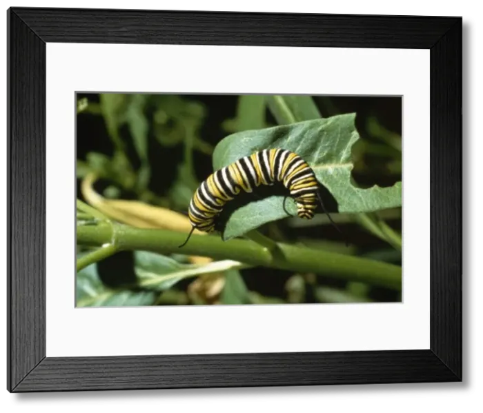 Framed Print : Danaus plexippus, monarch caterpillar Framed Print : Danaus plexippus, monarch caterpillar