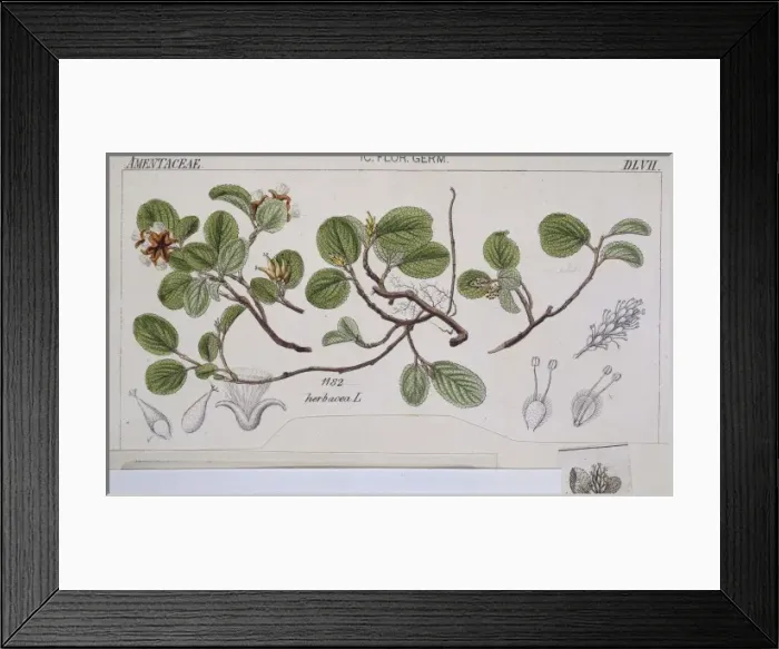Framed Print : Salix herbacea L. DLVII, dwarf willow Framed Print : Salix herbacea L. DLVII, dwarf willow