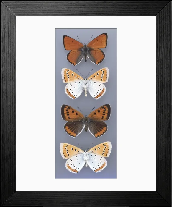 Framed Print : Lycaena dispar, large copper Framed Print : Lycaena dispar, large copper