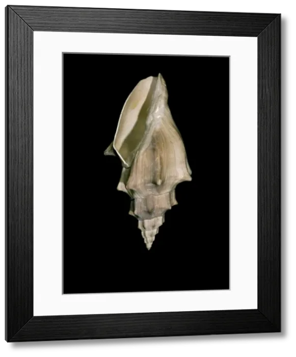 Framed Print : Voluta muricina, gastropod Framed Print : Voluta muricina, gastropod