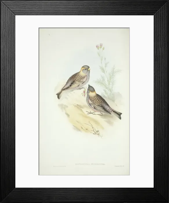 Framed Print : Leucosticte arctoa brunneonucha, Asian rosy finch Framed Print : Leucosticte arctoa brunneonucha, Asian rosy finch