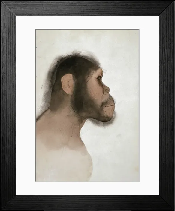 Framed Print : Paranthropus boisei (OH5) Framed Print : Paranthropus boisei (OH5)