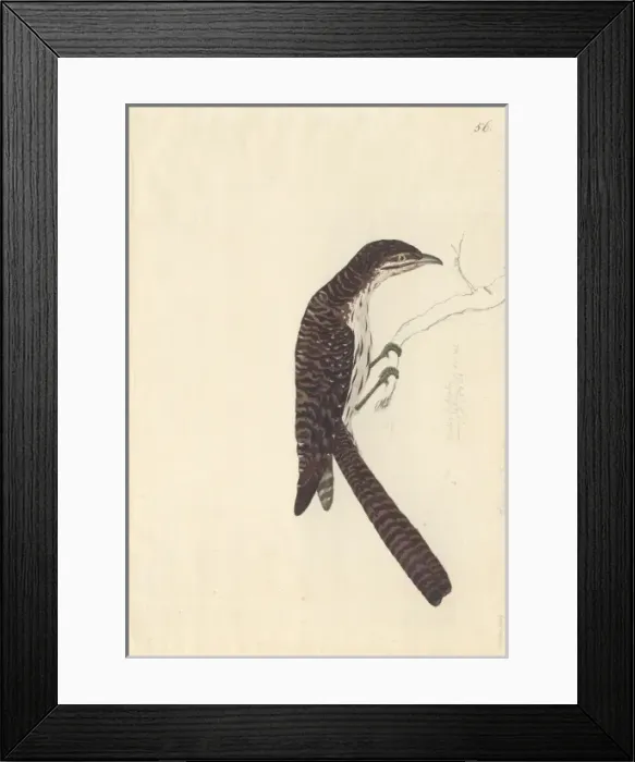 Framed Print : Urodynamis taitensis, long-tailed koel Framed Print : Urodynamis taitensis, long-tailed koel