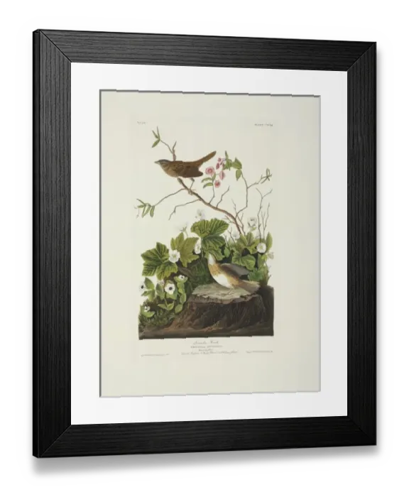 Framed Print : Melospiza lincolnii, Lincolns sparrow Framed Print : Melospiza lincolnii, Lincolns sparrow