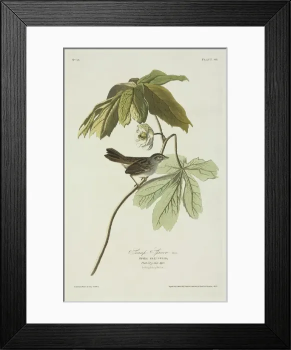 Framed Print : Melospiza georgiana, swamp sparrow Framed Print : Melospiza georgiana, swamp sparrow