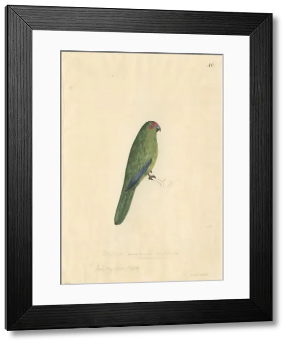 Framed Print : Cyanoramphus novaezelandiae, red-fronted parakeet Framed Print : Cyanoramphus novaezelandiae, red-fronted parakeet