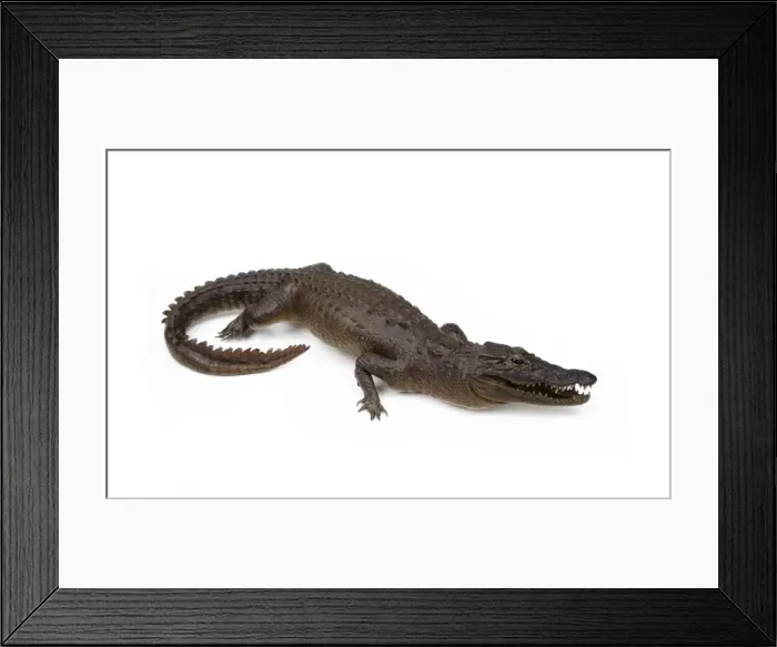 Framed Print : Mounted specimen of Crocodylus sp. crocodile Framed Print : Mounted specimen of Crocodylus sp. crocodile
