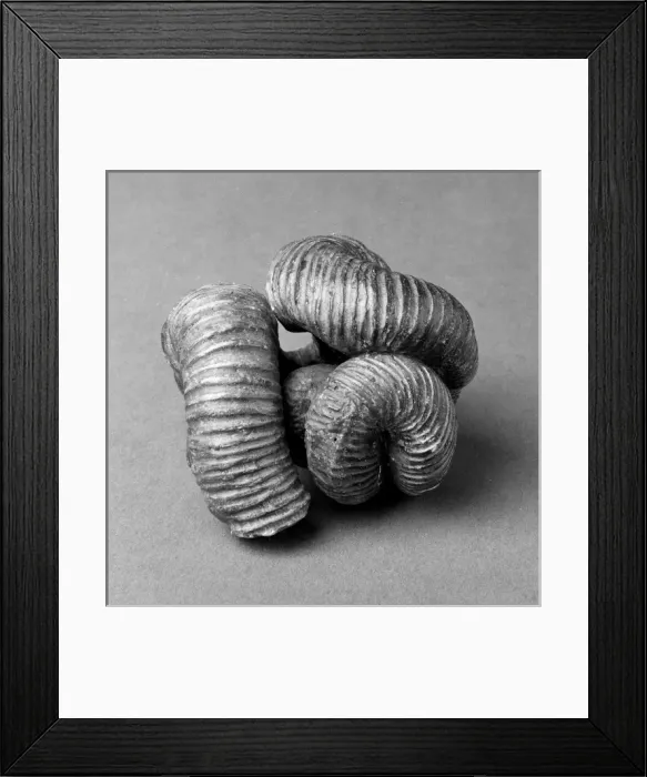 Framed Print : Nipponites, uncoiled ammonoid