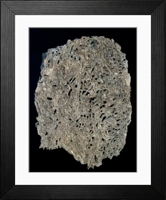 Framed Print : Halysites escharoides, tabulate coral Framed Print : Halysites escharoides, tabulate coral