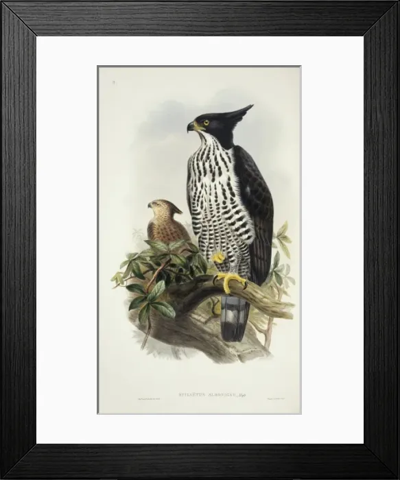 Framed Print : Spizaetus alboniger, Blyths hawk-eagle Framed Print : Spizaetus alboniger, Blyths hawk-eagle