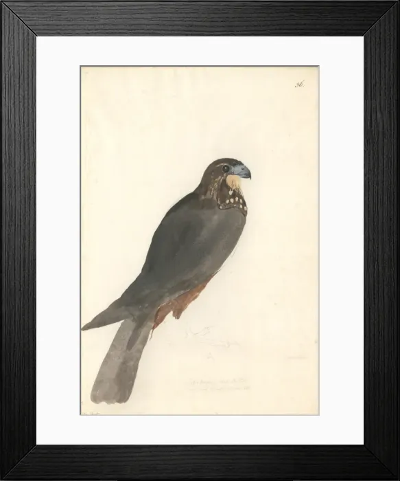 Framed Print : Falco novaeseelandiae, New Zealand falcon Framed Print : Falco novaeseelandiae, New Zealand falcon