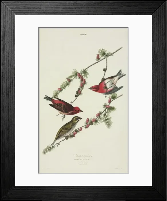 Framed Print : Carpodacus purpureus, purple finch Framed Print : Carpodacus purpureus, purple finch