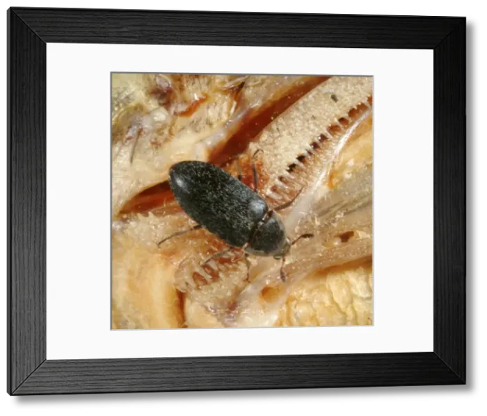 Framed Print : Dermestes maculatus, flesh-eating beetle Framed Print : Dermestes maculatus, flesh-eating beetle