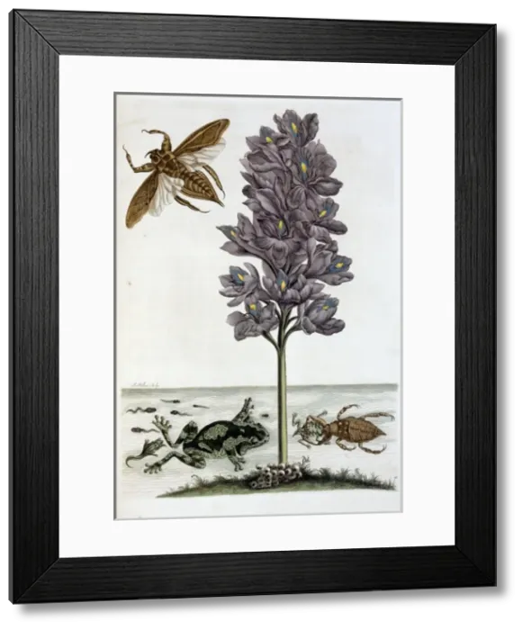 Framed Print : Surinaamsche Insecten, Insects of Surinam Framed Print : Surinaamsche Insecten, Insects of Surinam