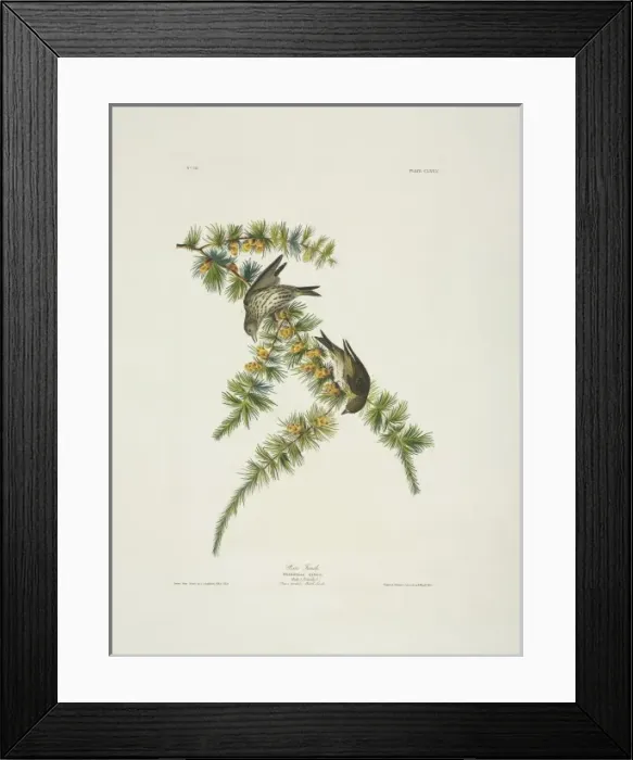 Framed Print : Carduelis pinus, pine siskin Framed Print : Carduelis pinus, pine siskin