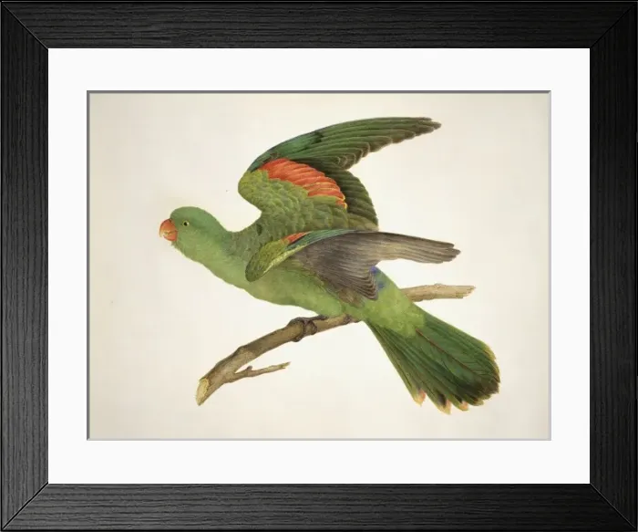 Framed Print : Aprosmictus erythropterus, red-winged parrot Framed Print : Aprosmictus erythropterus, red-winged parrot