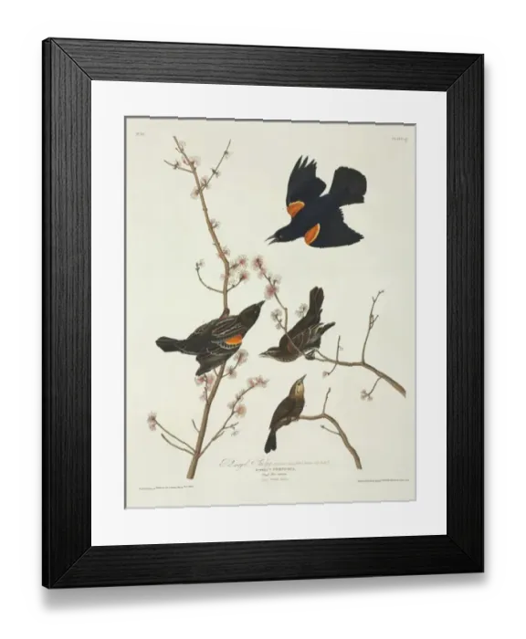 Framed Print : Agelaius phoeniceus, red-winged blackbird Framed Print : Agelaius phoeniceus, red-winged blackbird