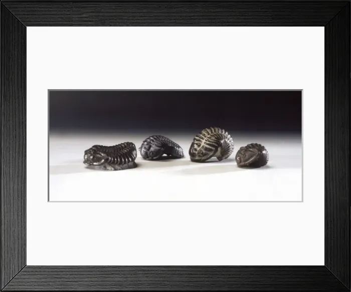 Framed Print : Calymene blumenbachii, trilobites Framed Print : Calymene blumenbachii, trilobites