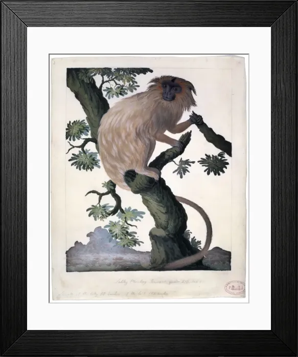 Framed Print : Leontopithecus rosalia, golden lion tamarin Framed Print : Leontopithecus rosalia, golden lion tamarin