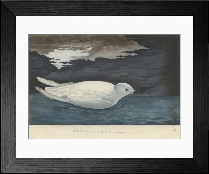 Framed Print : Pagodroma nivea, snow petrel Framed Print : Pagodroma nivea, snow petrel