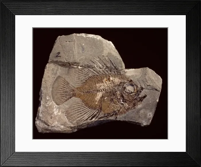 Framed Print : Lates gracilis, bony fish Framed Print : Lates gracilis, bony fish