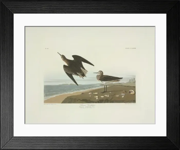 Framed Print : Calidris fuscicollis, white-rumped sandpiper Framed Print : Calidris fuscicollis, white-rumped sandpiper