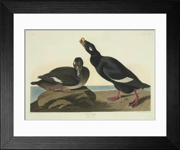 Framed Print : Melanitta fusca, white-winged scoter Framed Print : Melanitta fusca, white-winged scoter