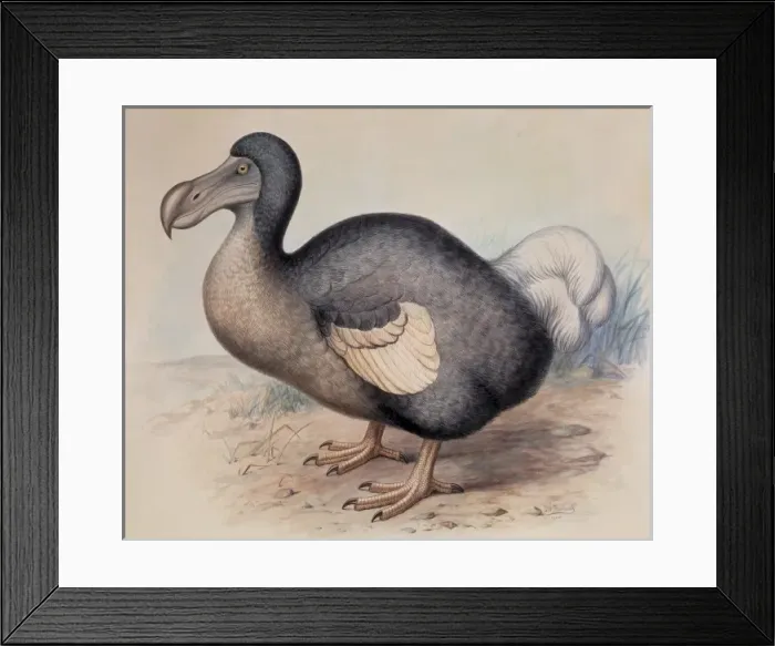 Framed Print : Raphus cucullatus, dodo Framed Print : Raphus cucullatus, dodo