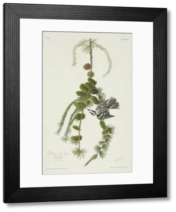 Framed Print : Mniotilta varia, black and white warbler Framed Print : Mniotilta varia, black and white warbler