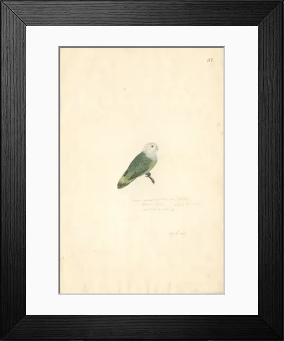 Framed Print : Atherinomorus lacunosus, hardyhead silverside Framed Print : Atherinomorus lacunosus, hardyhead silverside